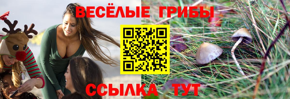 Галлюциногенные грибы Psilocybine cubensis Димитровград